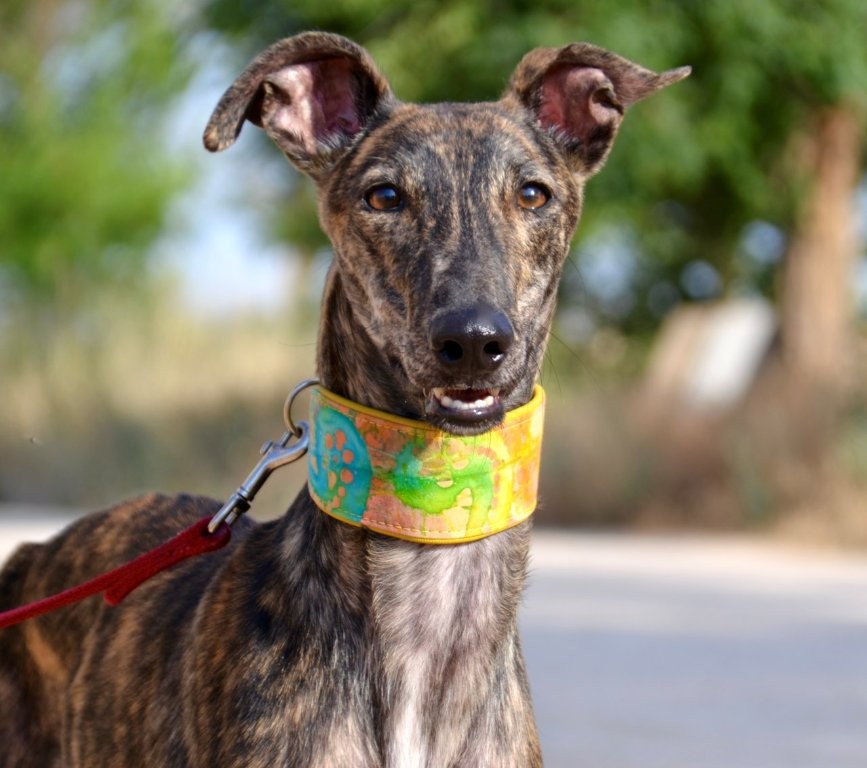 Photo de ANGEL, un lévrier en attente d adoption