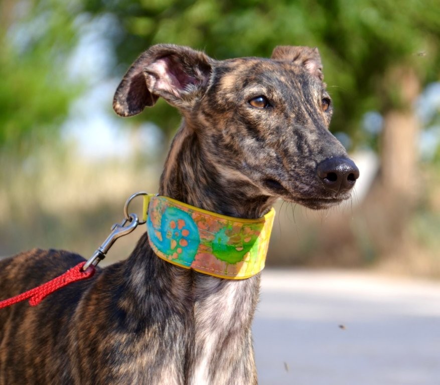 Photo de ANGEL, un lévrier en attente d adoption
