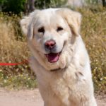 Photo de ANTON, un lévrier à adopté