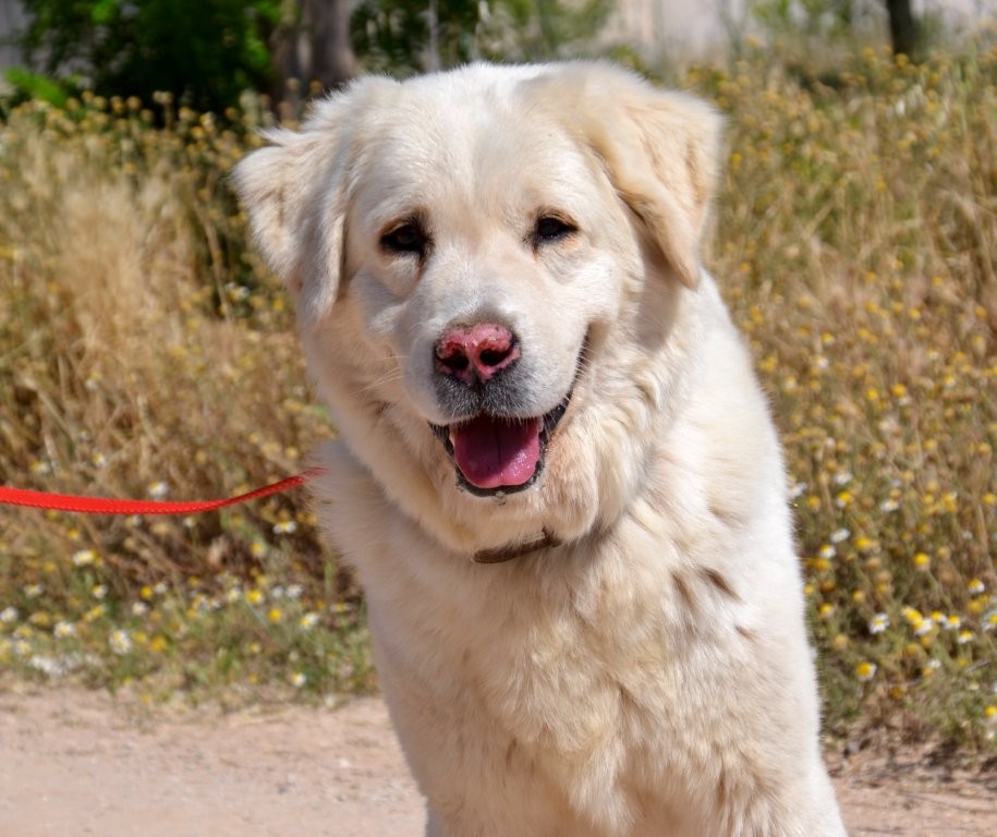 Photo de ANTON, un lévrier en attente d adoption