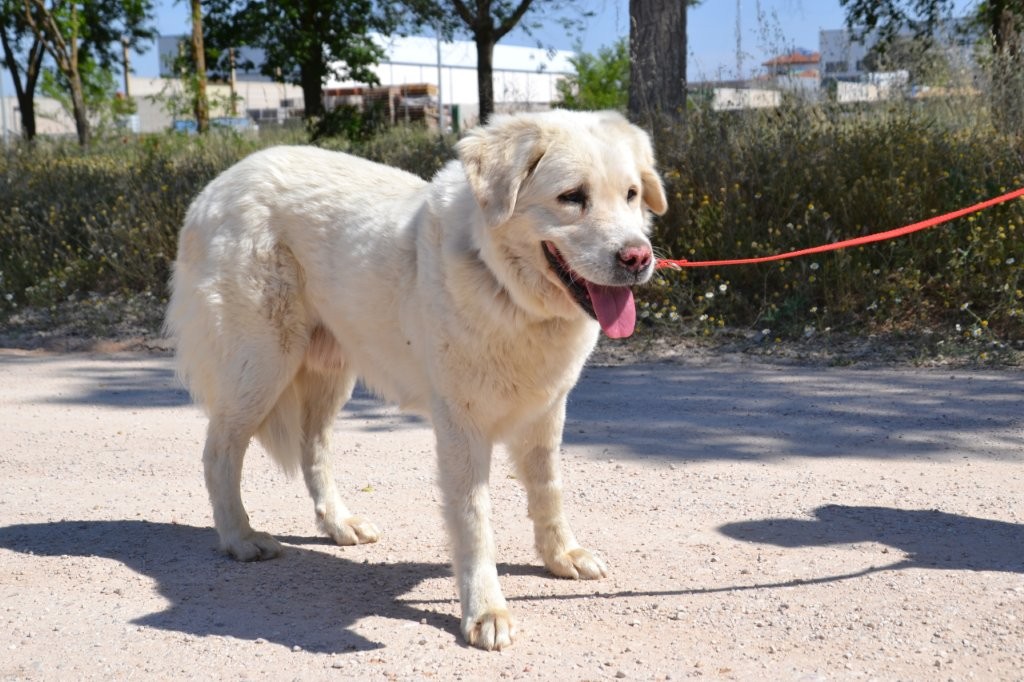 Photo de ANTON, un lévrier en attente d adoption