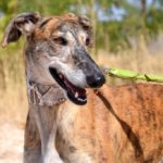 Photo de AURA, un lévrier à adopté