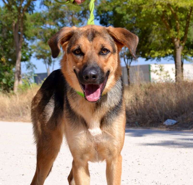 Photo de BIMBA, un lévrier en attente d adoption