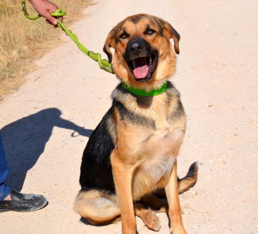 Photo de BIMBA, un lévrier en attente d adoption