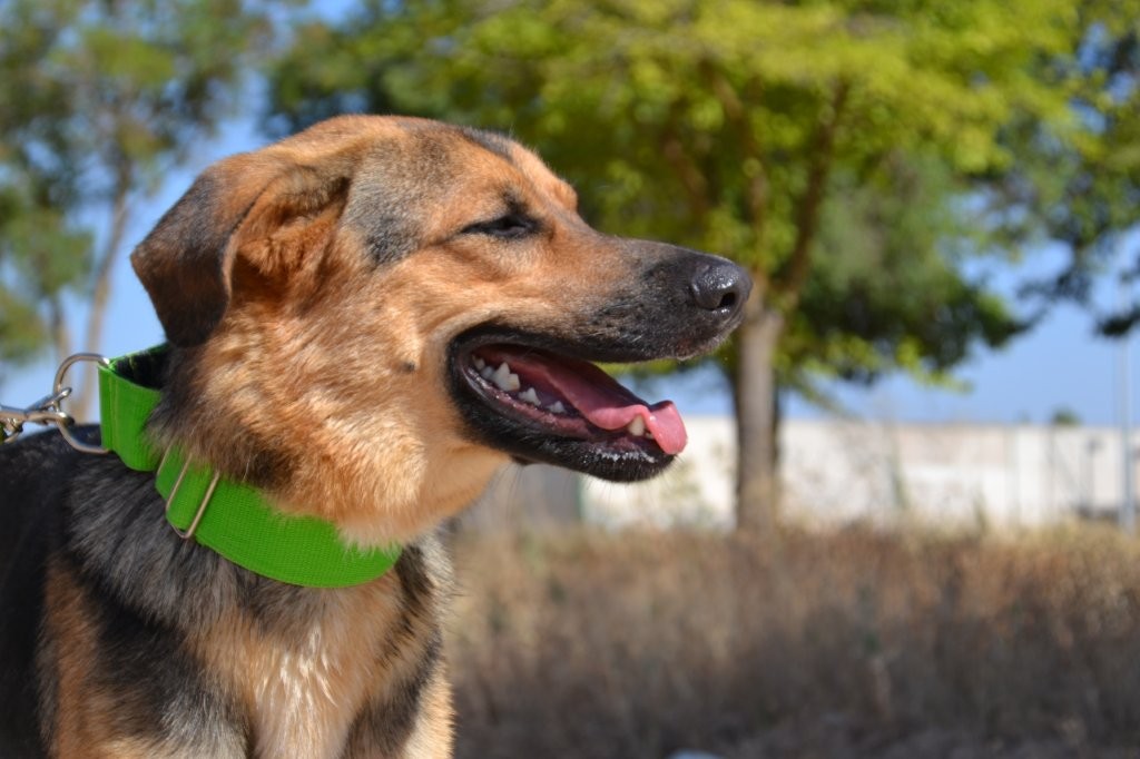 Photo de BIMBA, un lévrier en attente d adoption