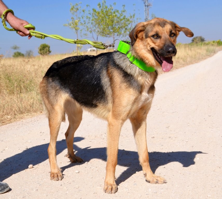 Photo de BIMBA, un lévrier en attente d adoption