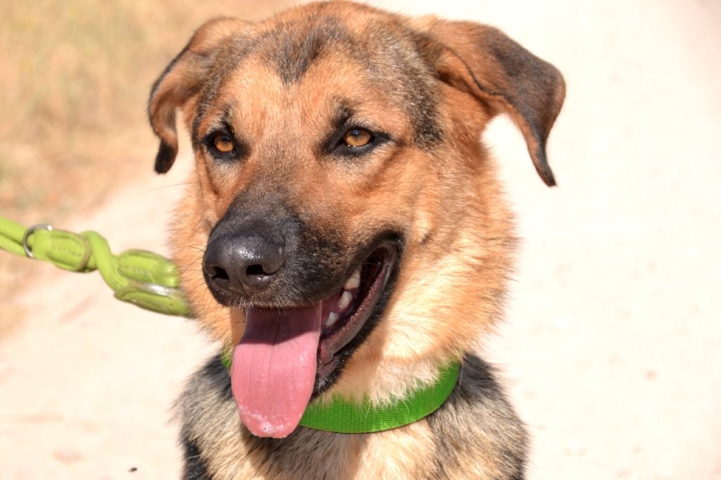 Photo de BIMBA, un lévrier en attente d adoption