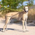 Photo de CHLOE, un lévrier à adopté