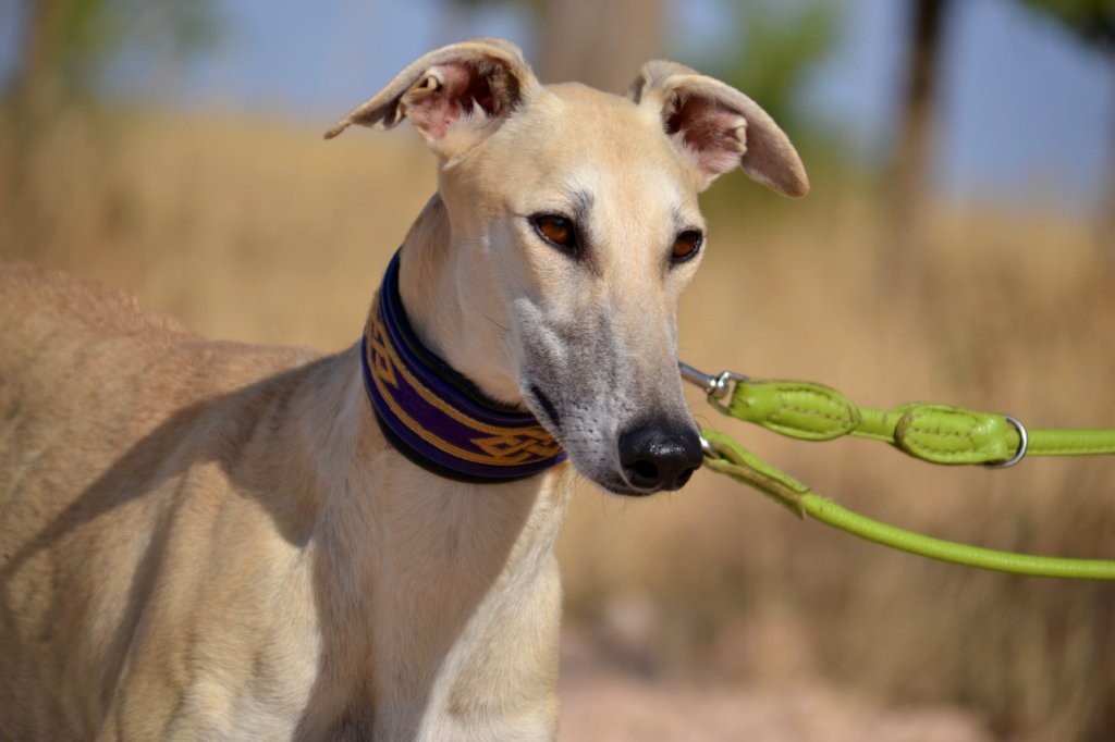Photo de CHLOE, un lévrier en attente d adoption
