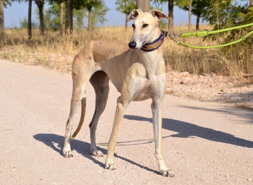 Photo de CHLOE, un lévrier en attente d adoption