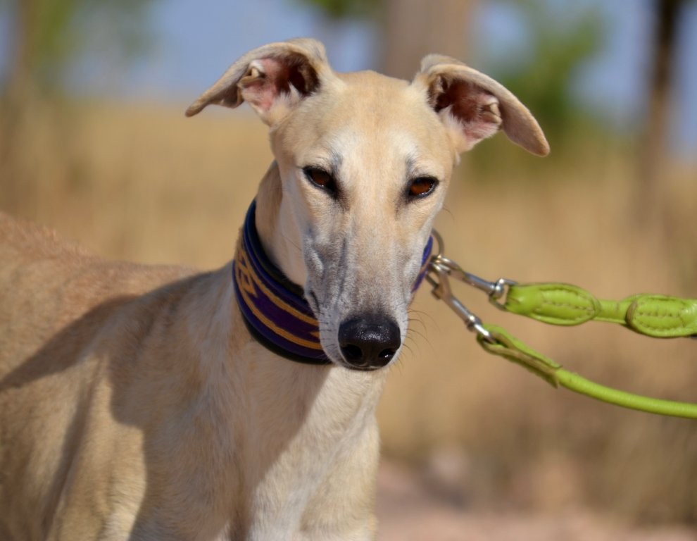 Photo de CHLOE, un lévrier en attente d adoption