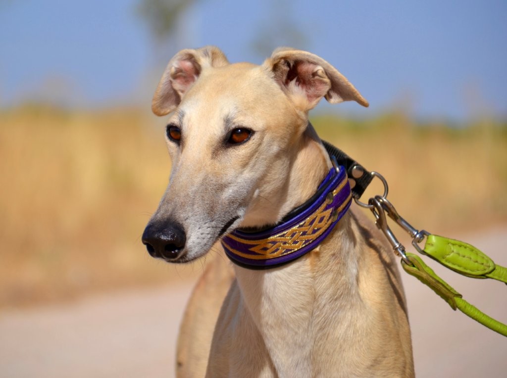 Photo de CHLOE, un lévrier en attente d adoption