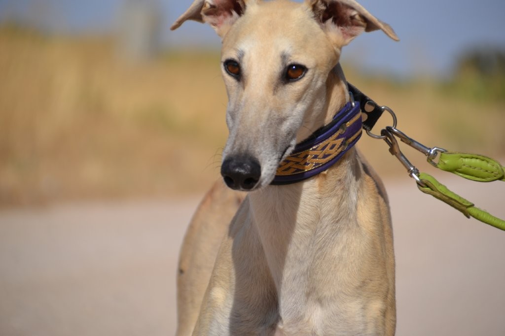 Photo de CHLOE, un lévrier en attente d adoption