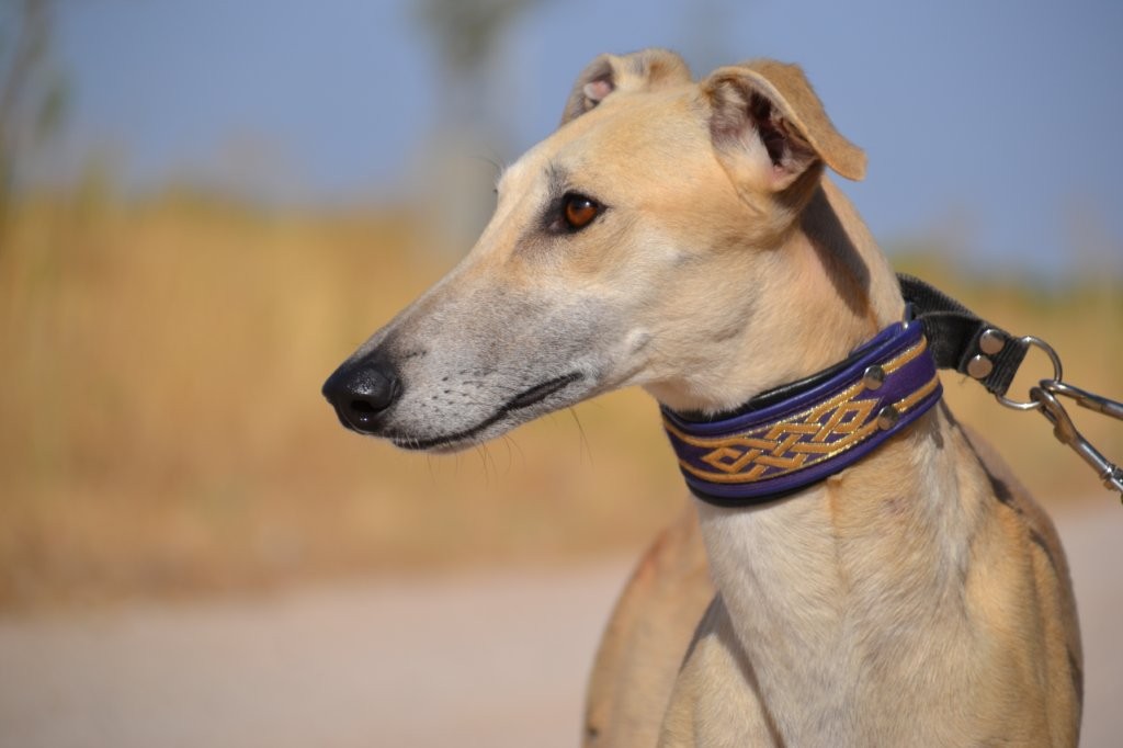 Photo de CHLOE, un lévrier en attente d adoption