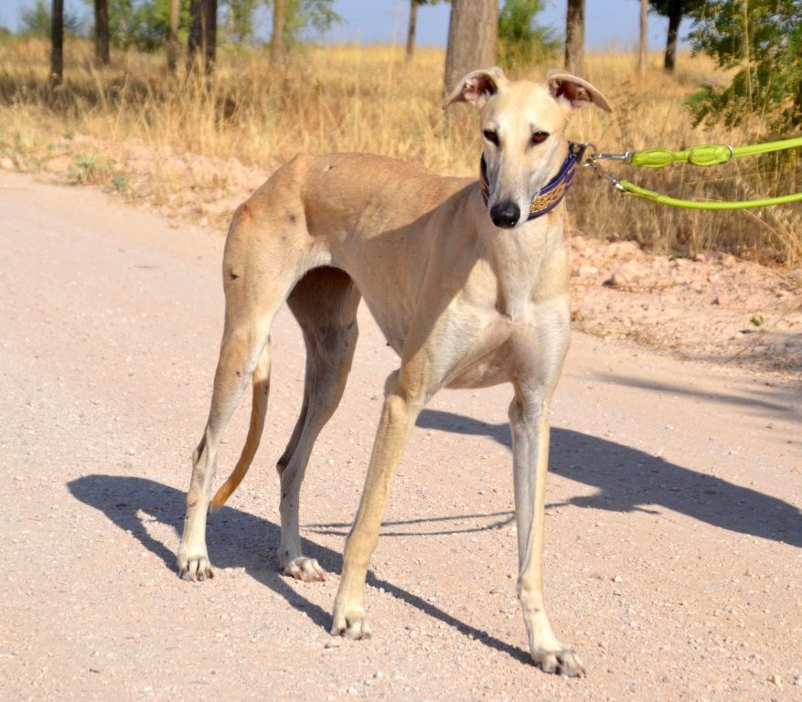 Photo de CHLOE, un lévrier en attente d adoption