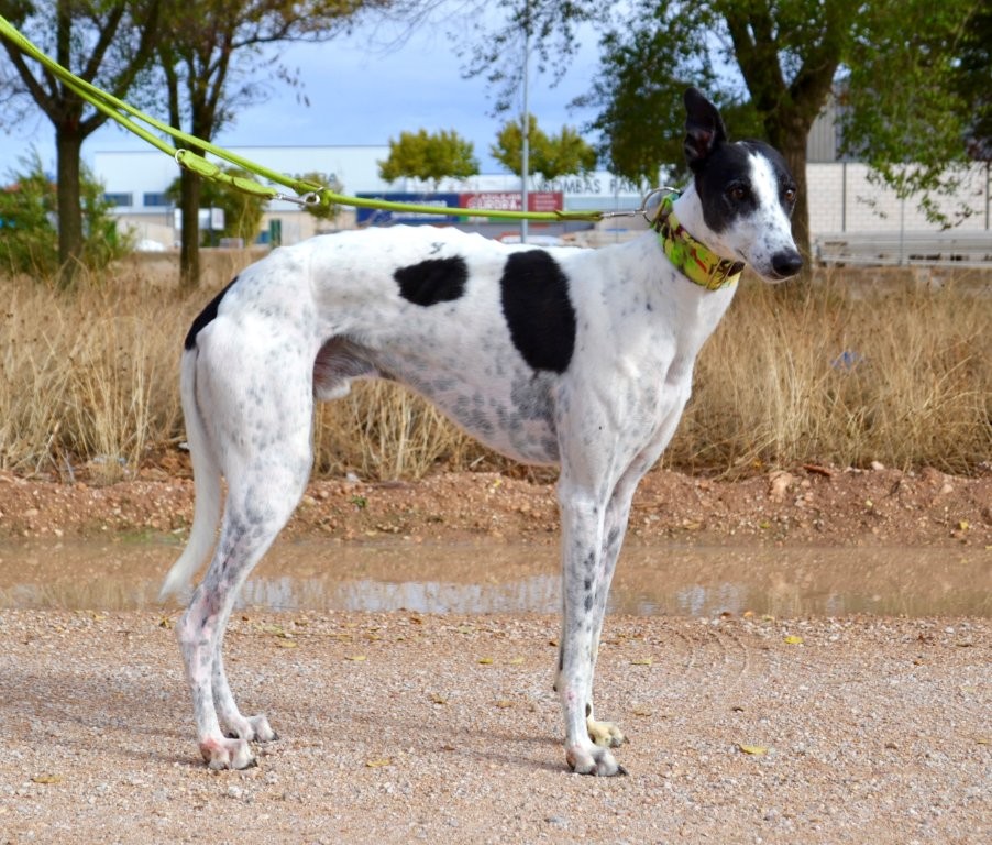 Photo de DADO, un lévrier en attente d adoption