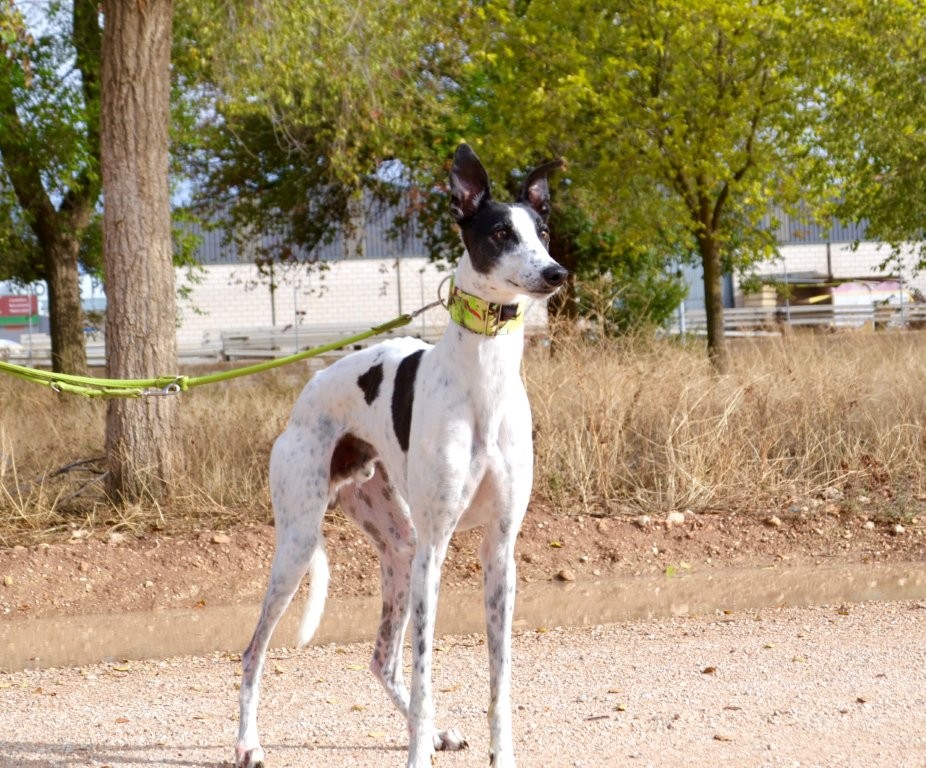 Photo de DADO, un lévrier en attente d adoption