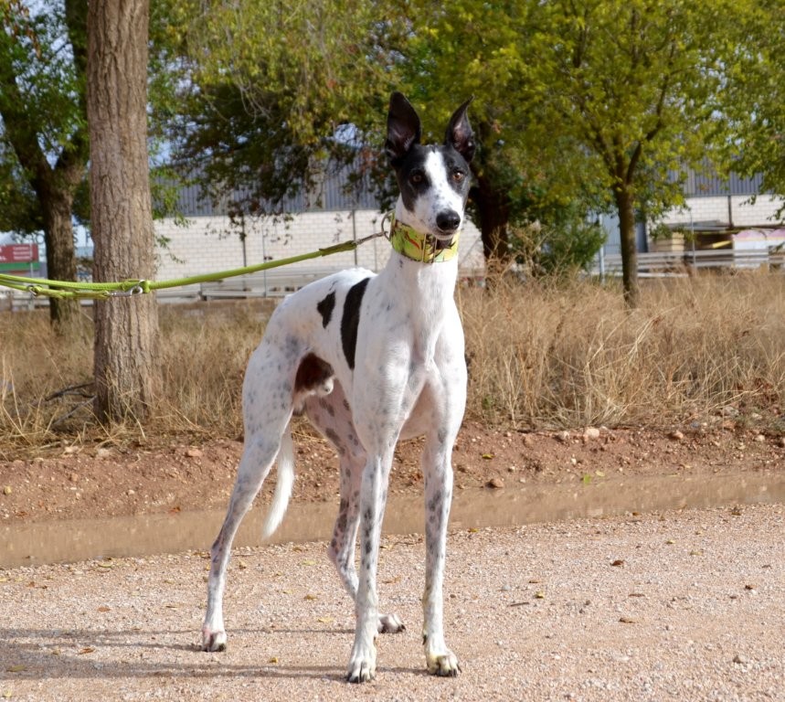 Photo de DADO, un lévrier en attente d adoption