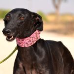 Photo de DANIELA, un lévrier à adopté