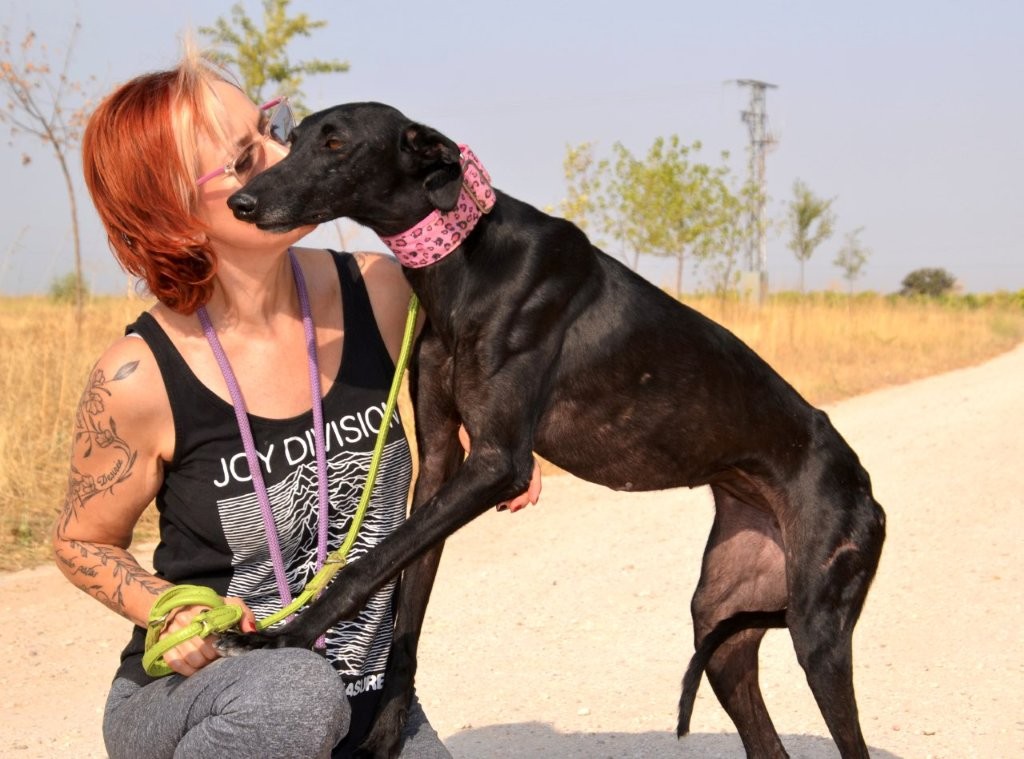 Photo de DANIELA, un lévrier en attente d adoption