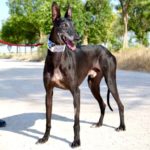 Photo de DILAN, un lévrier à adopté