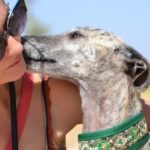 Photo de ZARA, un lévrier à adopté