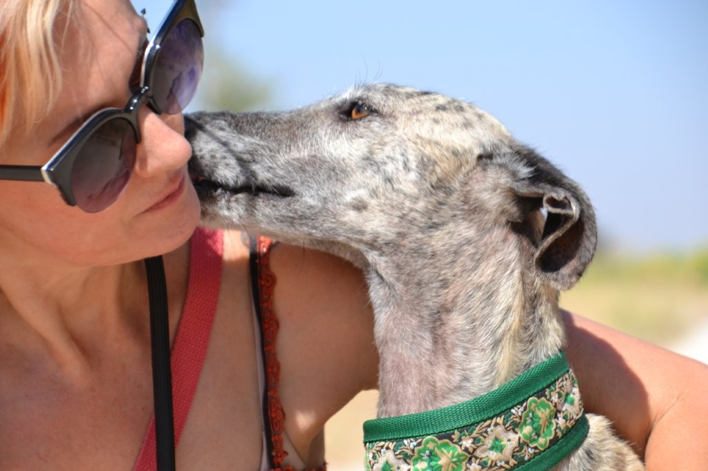 Photo de ZARA, un lévrier en attente d adoption