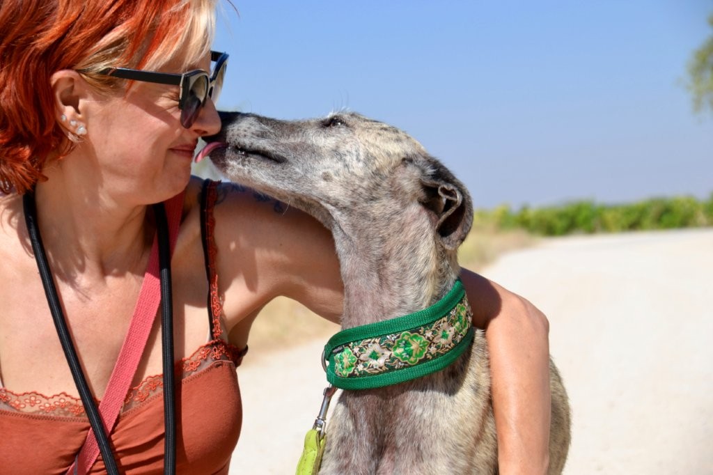 Photo de ZARA, un lévrier en attente d adoption