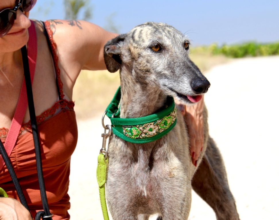 Photo de ZARA, un lévrier en attente d adoption