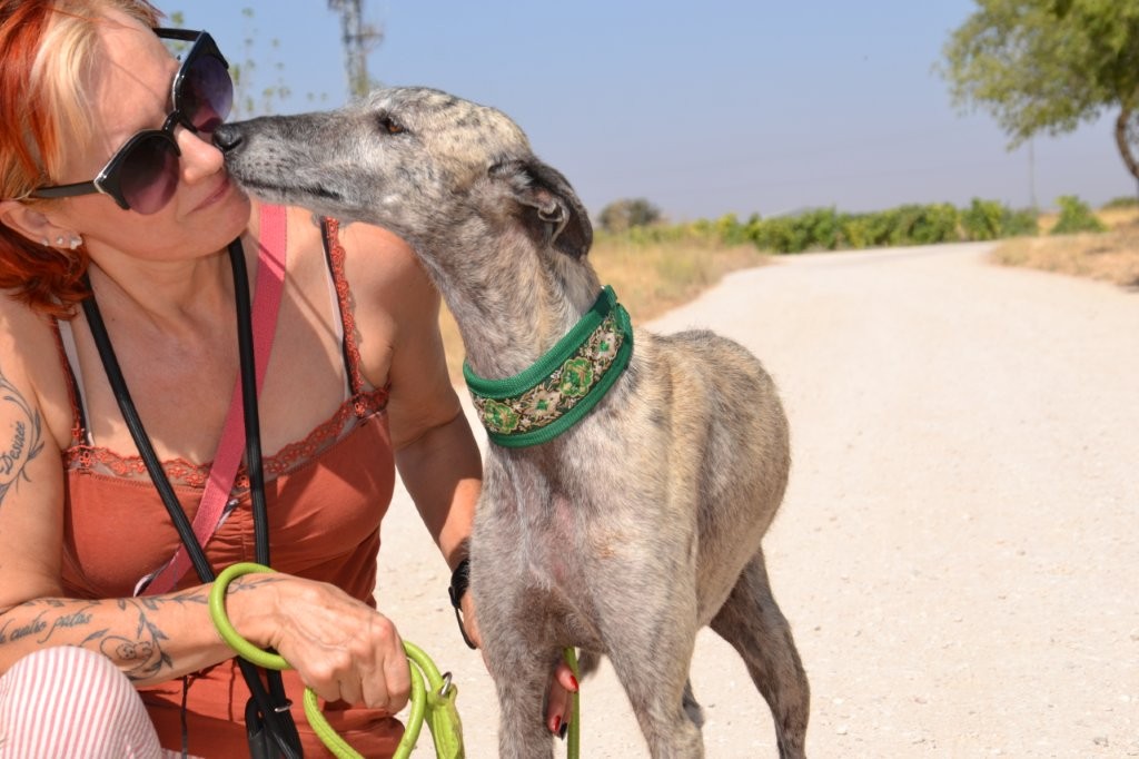 Photo de ZARA, un lévrier en attente d adoption