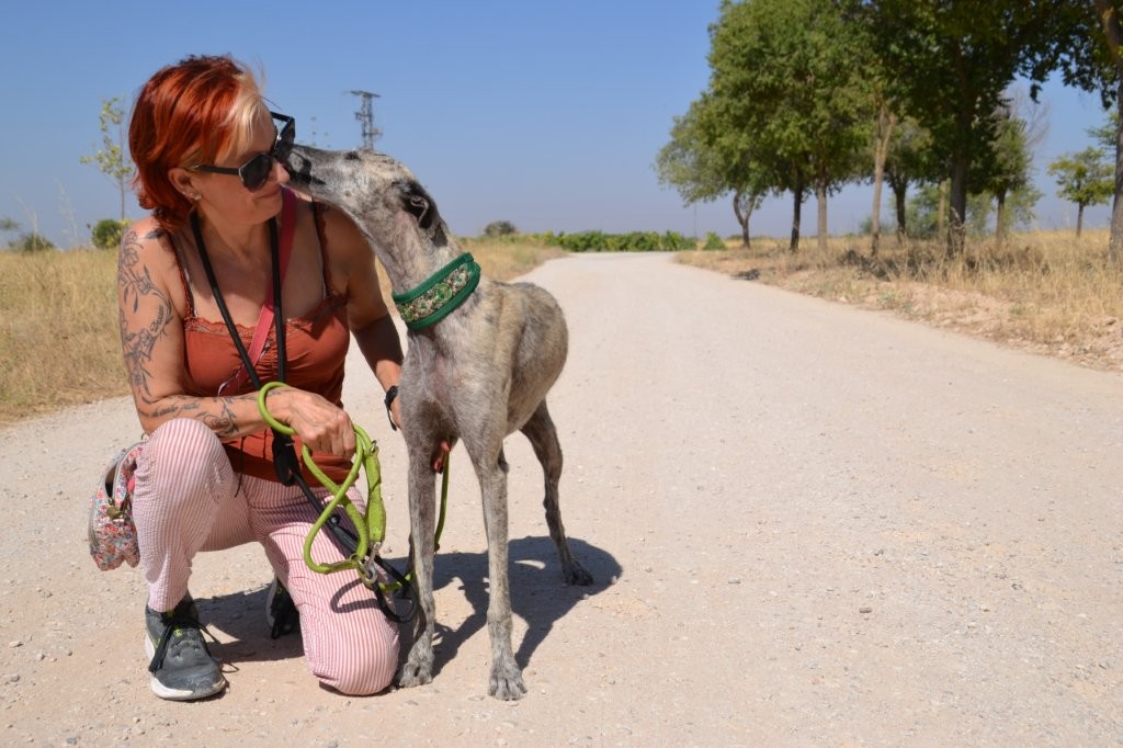 Photo de ZARA, un lévrier en attente d adoption