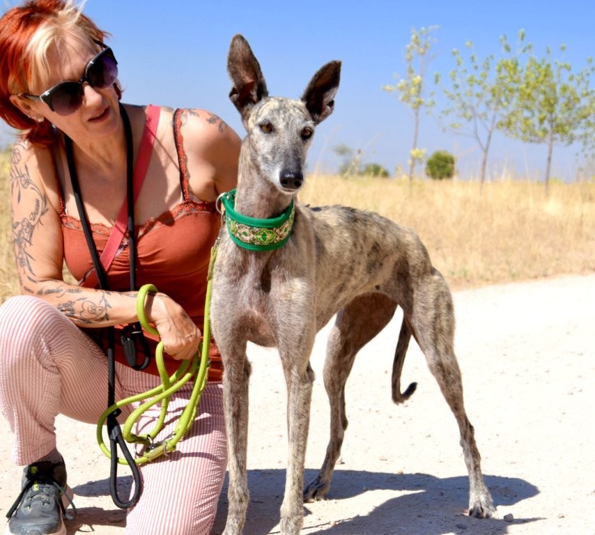 Photo de ZARA, un lévrier en attente d adoption