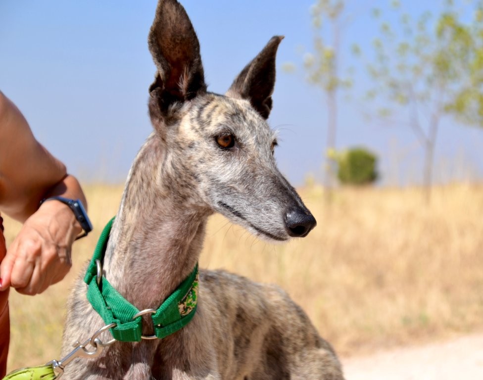 Photo de ZARA, un lévrier en attente d adoption