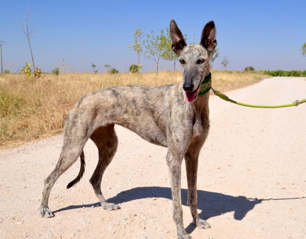 Photo de ZARA, un lévrier en attente d adoption