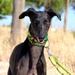 Photo de ELIAS, un lévrier à adopté