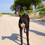 Photo de EROS, un lévrier à adopté