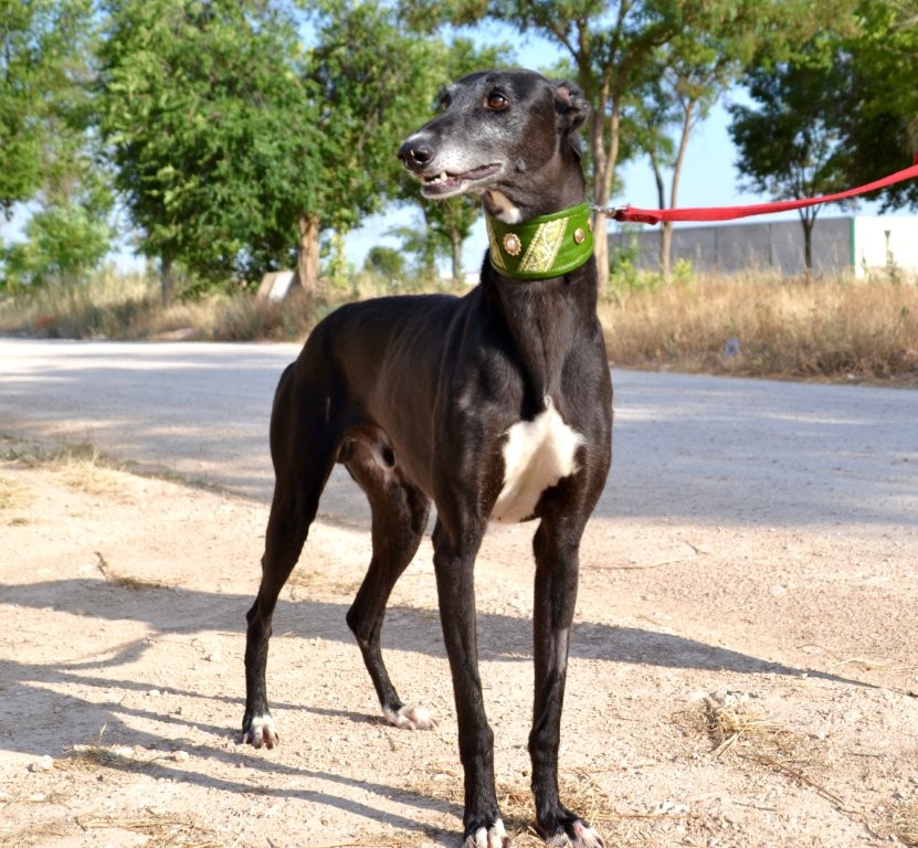 Photo de EROS, un lévrier en attente d adoption