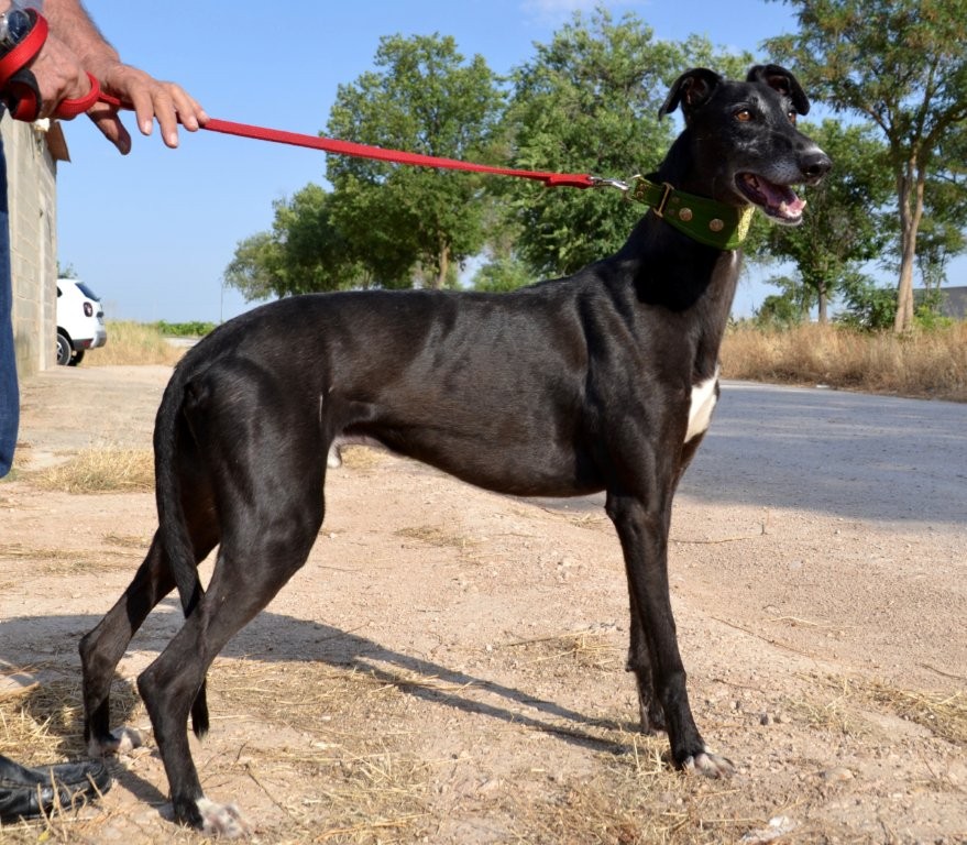 Photo de EROS, un lévrier en attente d adoption