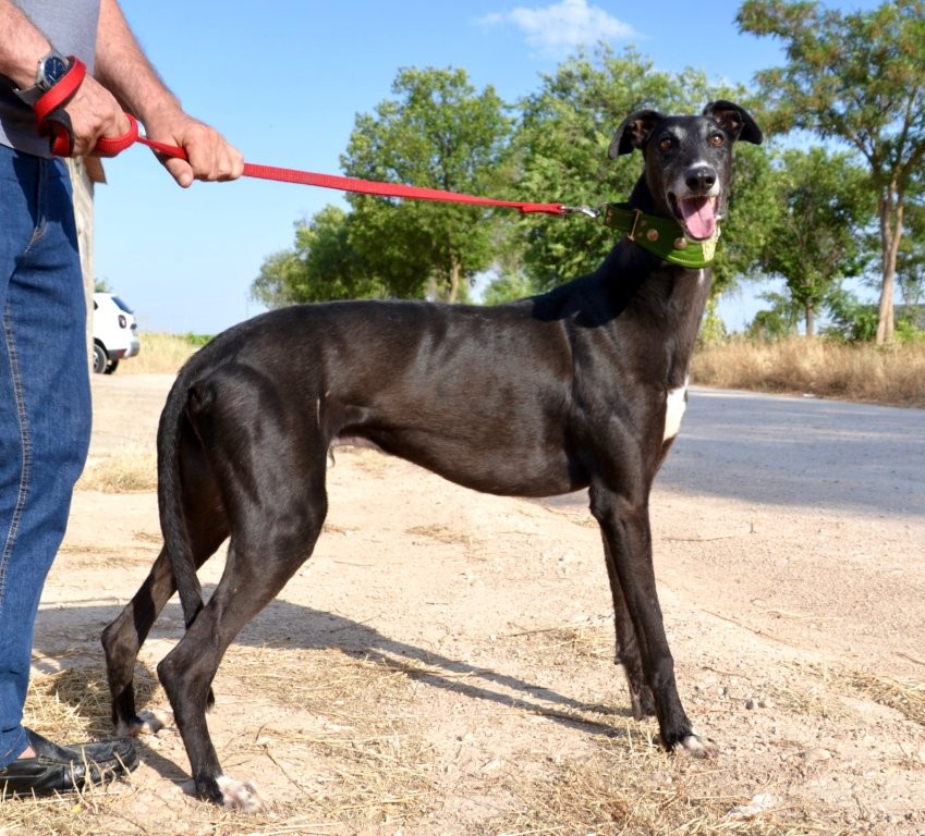 Photo de EROS, un lévrier en attente d adoption
