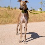 Photo de FELIPE, un lévrier à adopté