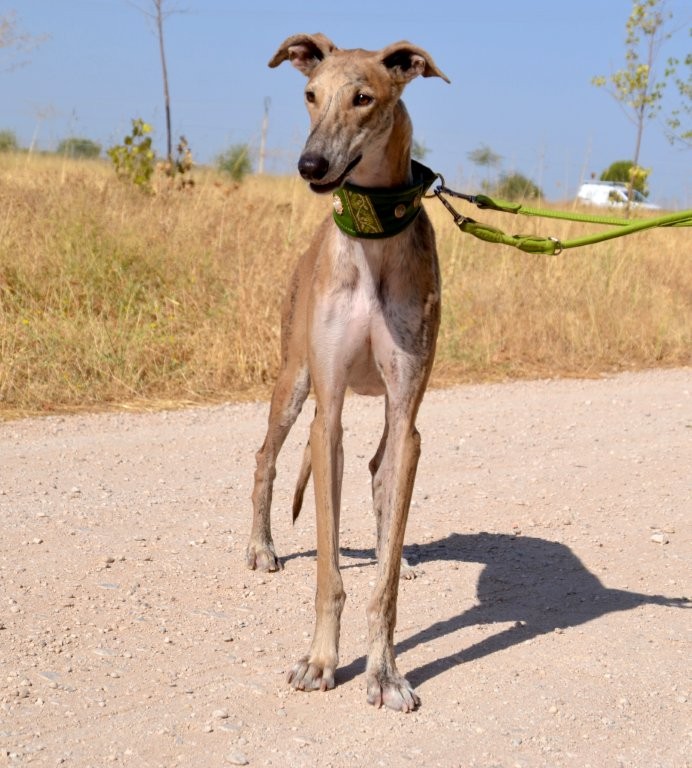Photo de FELIPE, un lévrier en attente d adoption