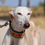 Photo de FLACA, un lévrier à adopté