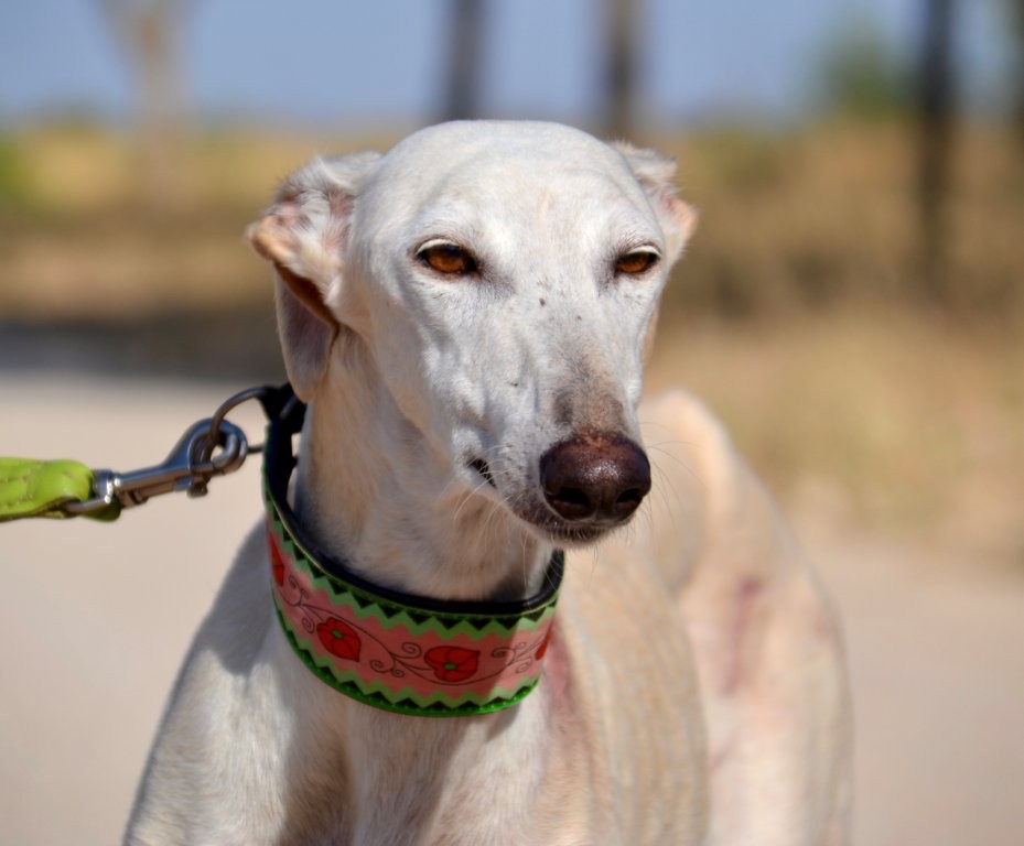 Photo de FLACA, un lévrier en attente d adoption