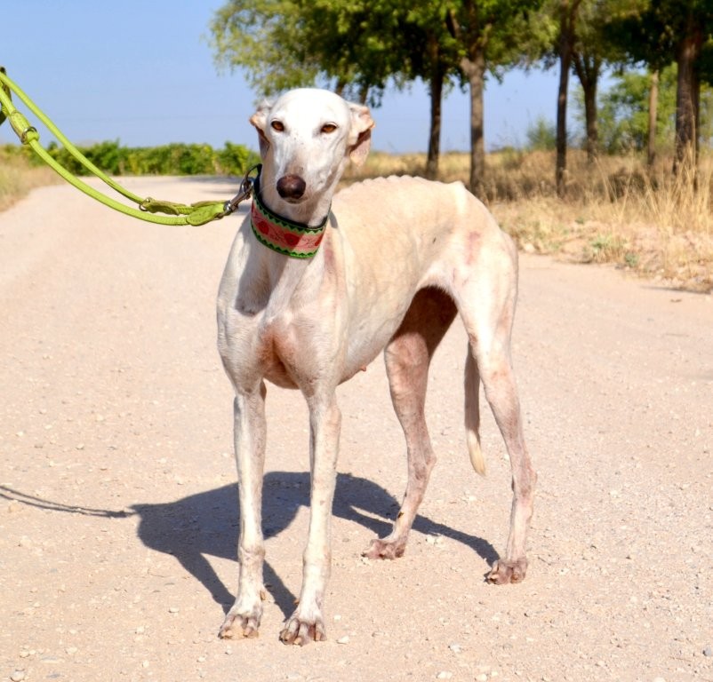 Photo de FLACA, un lévrier en attente d adoption
