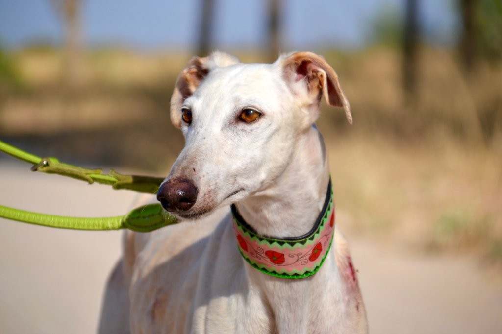 Photo de FLACA, un lévrier en attente d adoption