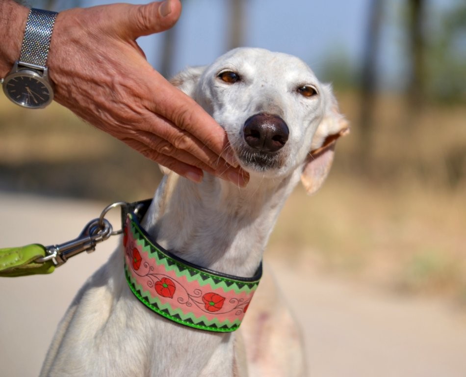 Photo de FLACA, un lévrier en attente d adoption