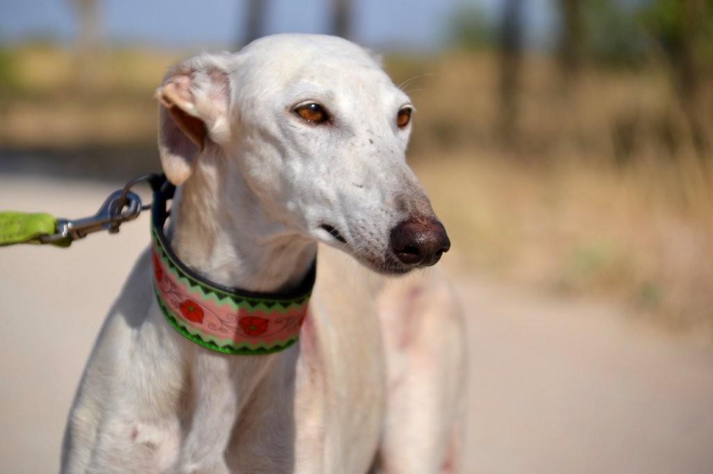 Photo de FLACA, un lévrier en attente d adoption