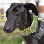 Photo de HERMES, un lévrier à adopté