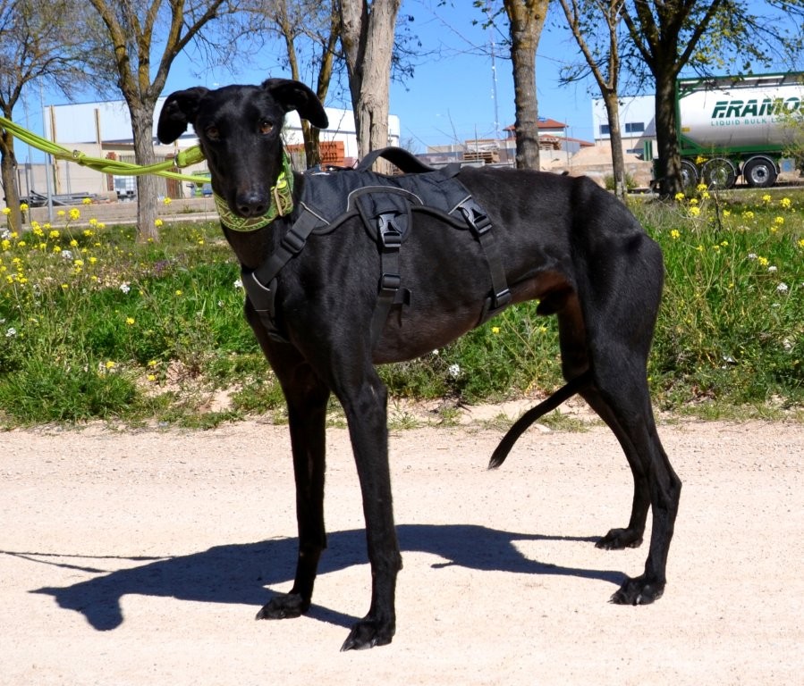 Photo de HERMES, un lévrier en attente d adoption
