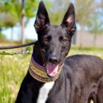 Photo de HONDO, un lévrier à adopté